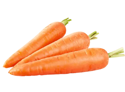 carrot